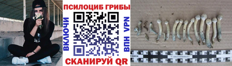 Галлюциногенные грибы Psilocybe Алексин