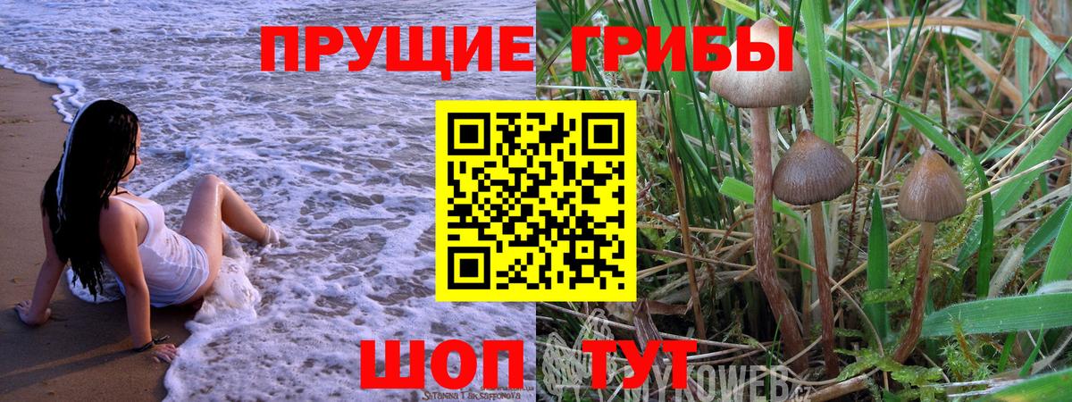 Галлюциногенные грибы GOLDEN TEACHER  Вход с VPN  Алексин  Галлюциногенные грибы Psilocybine cubensis 