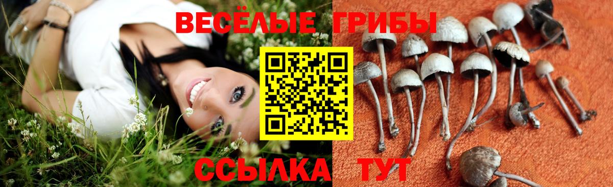 Галлюциногенные грибы Psilocybe Алексин